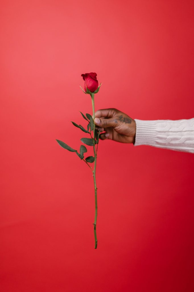 A single rose representing being single on Valentine's Day