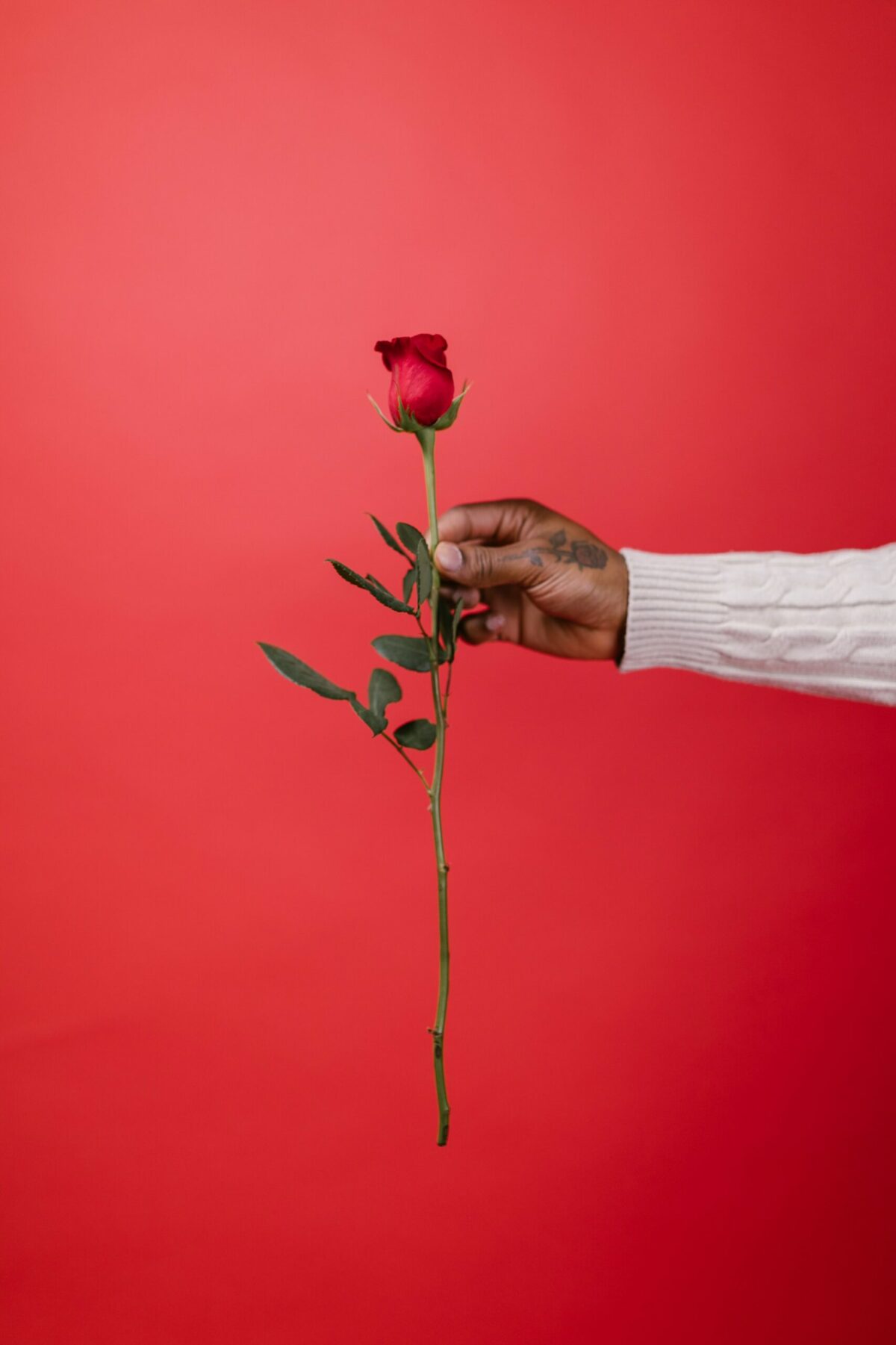A single rose representing being single on Valentine's Day